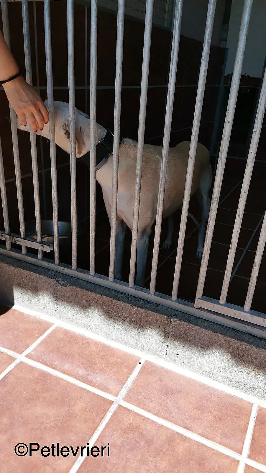 Noa adozione levrieri galgo 01