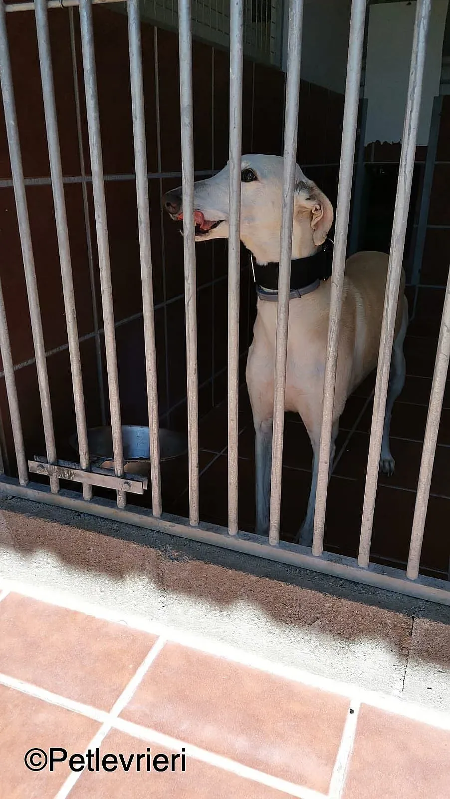 Noa adozione levrieri galgo 02