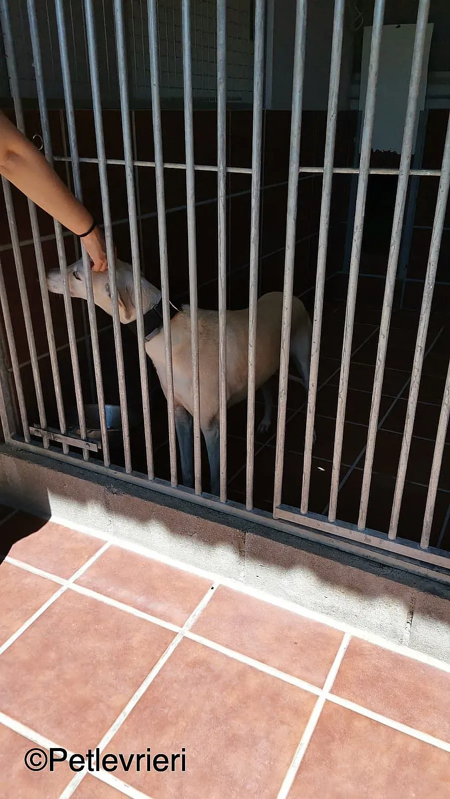 Noa adozione levrieri galgo 03