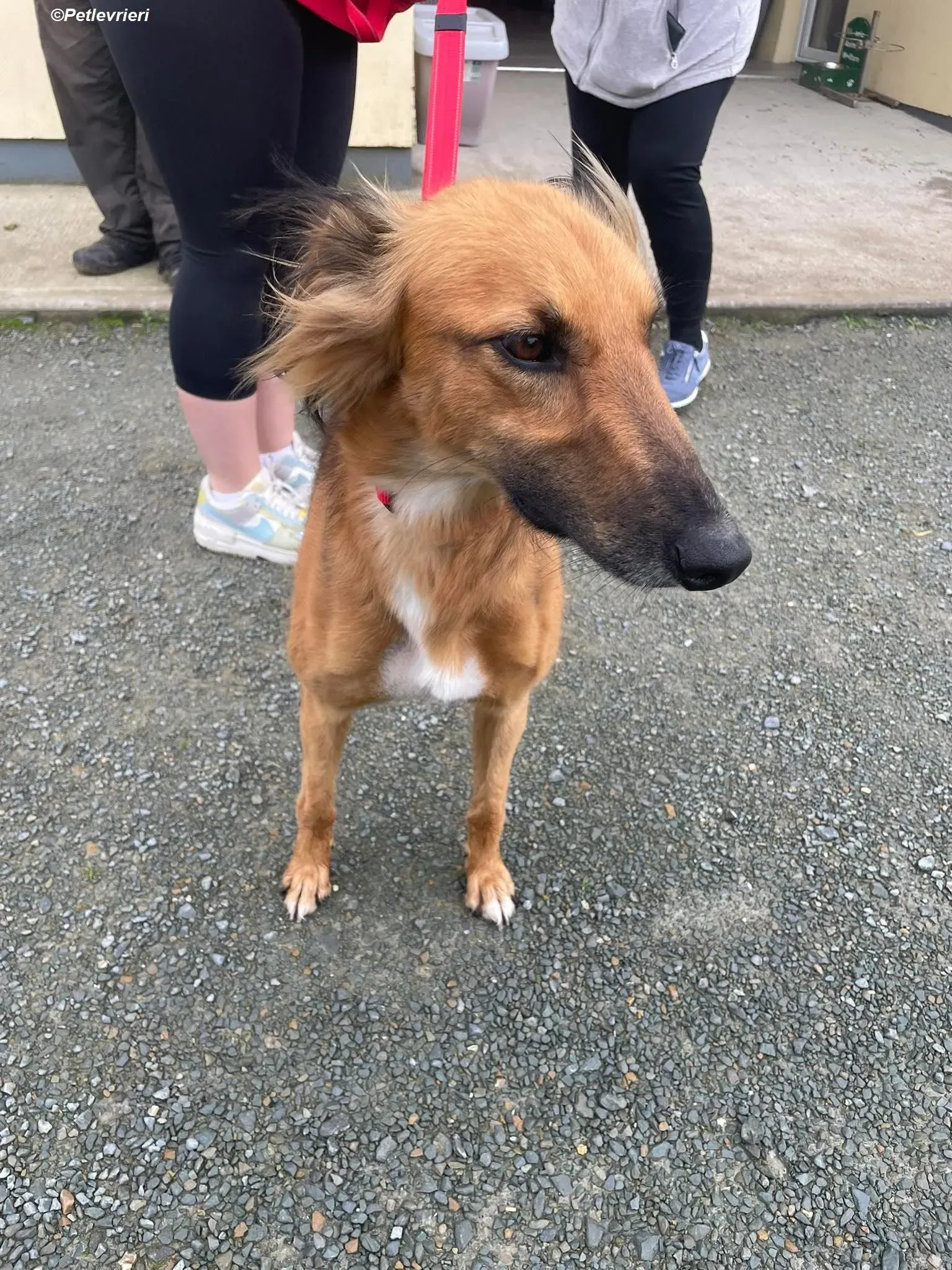 Noah adozione levrieri greyhound 1