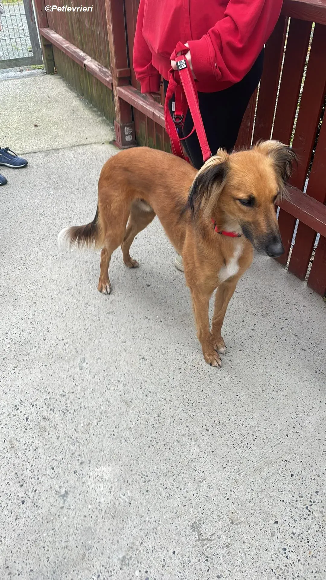 Noah adozione levrieri greyhound 10