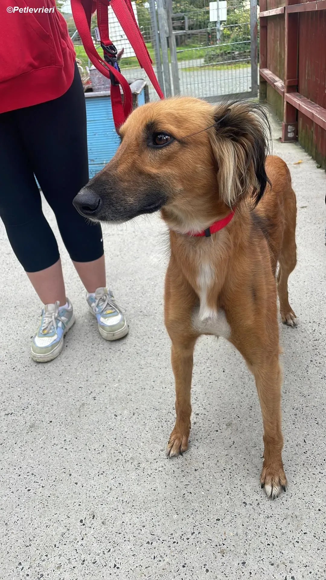 Noah adozione levrieri greyhound 11