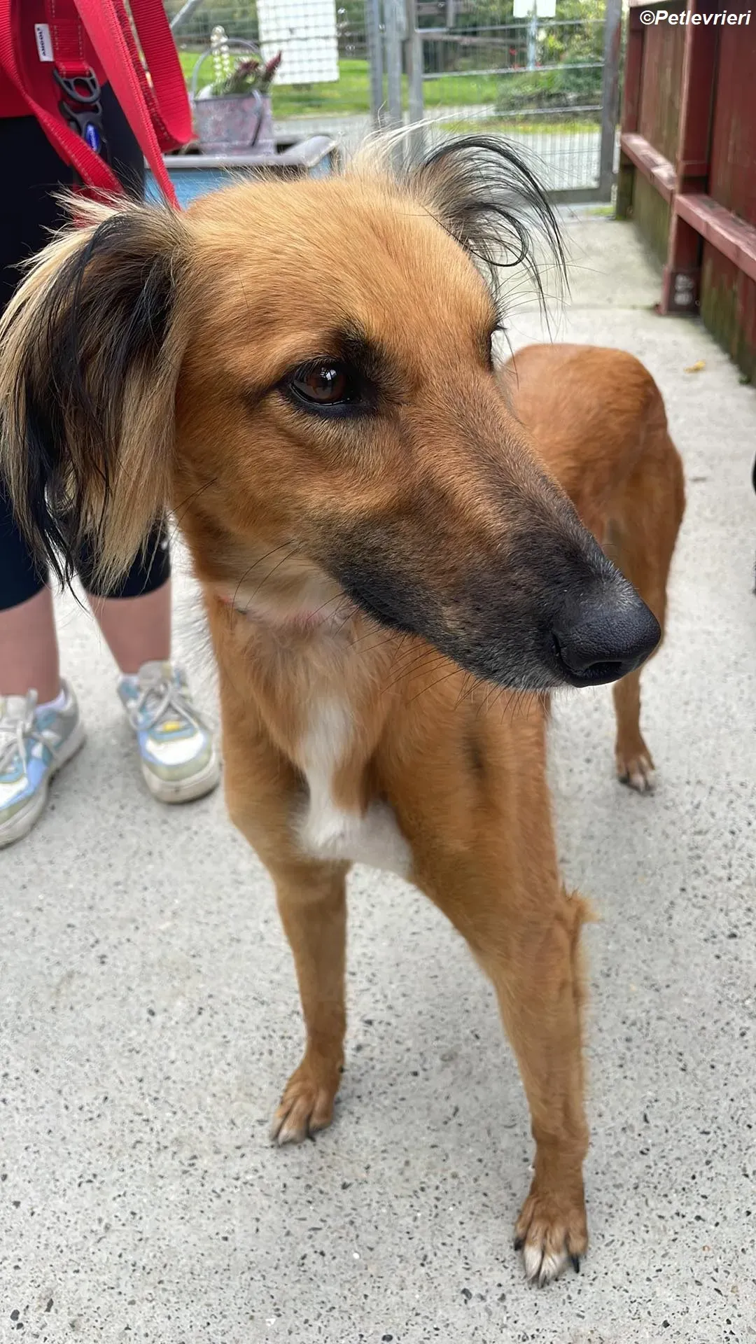 Noah adozione levrieri greyhound 12