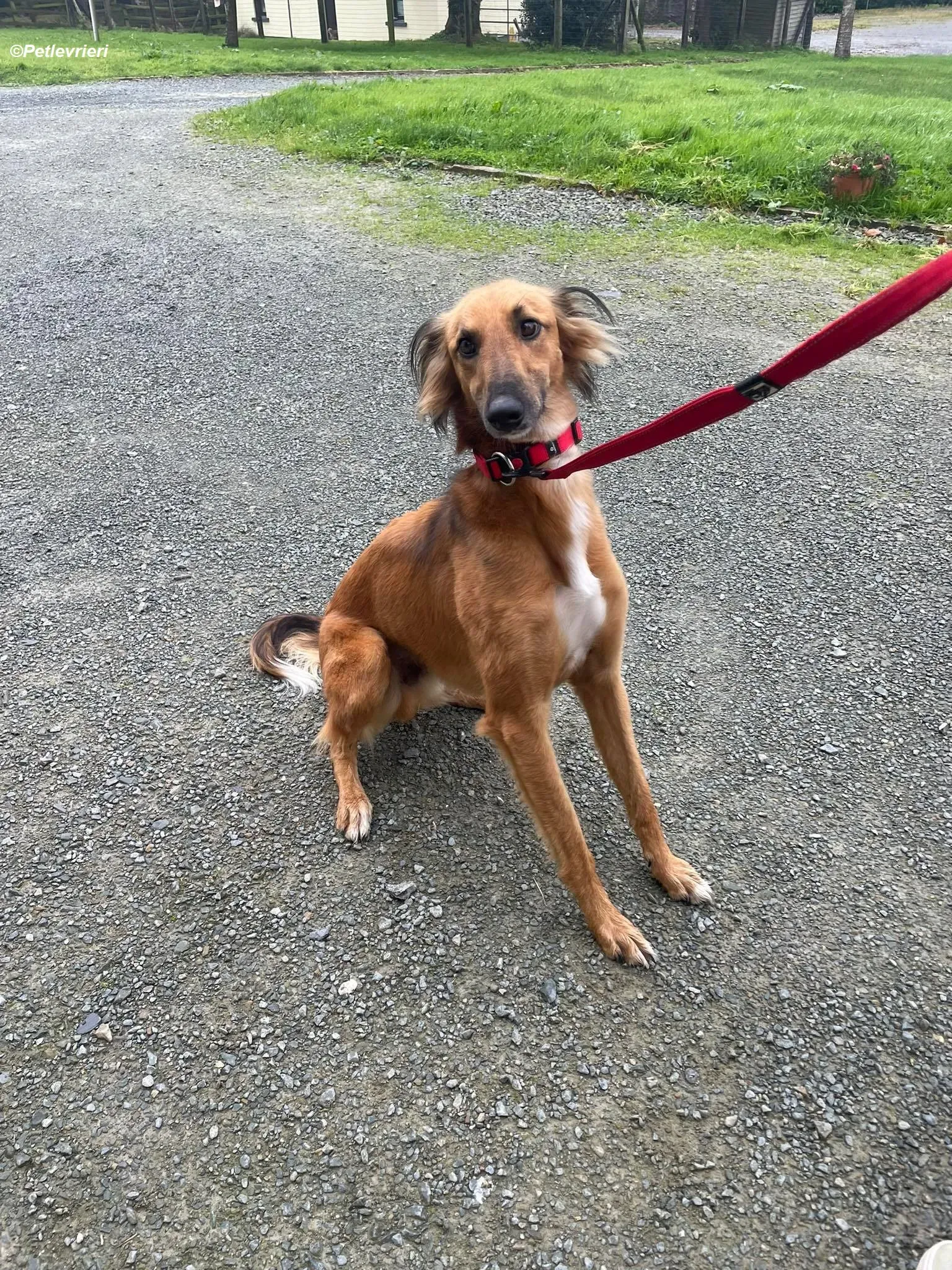 Noah adozione levrieri greyhound 3