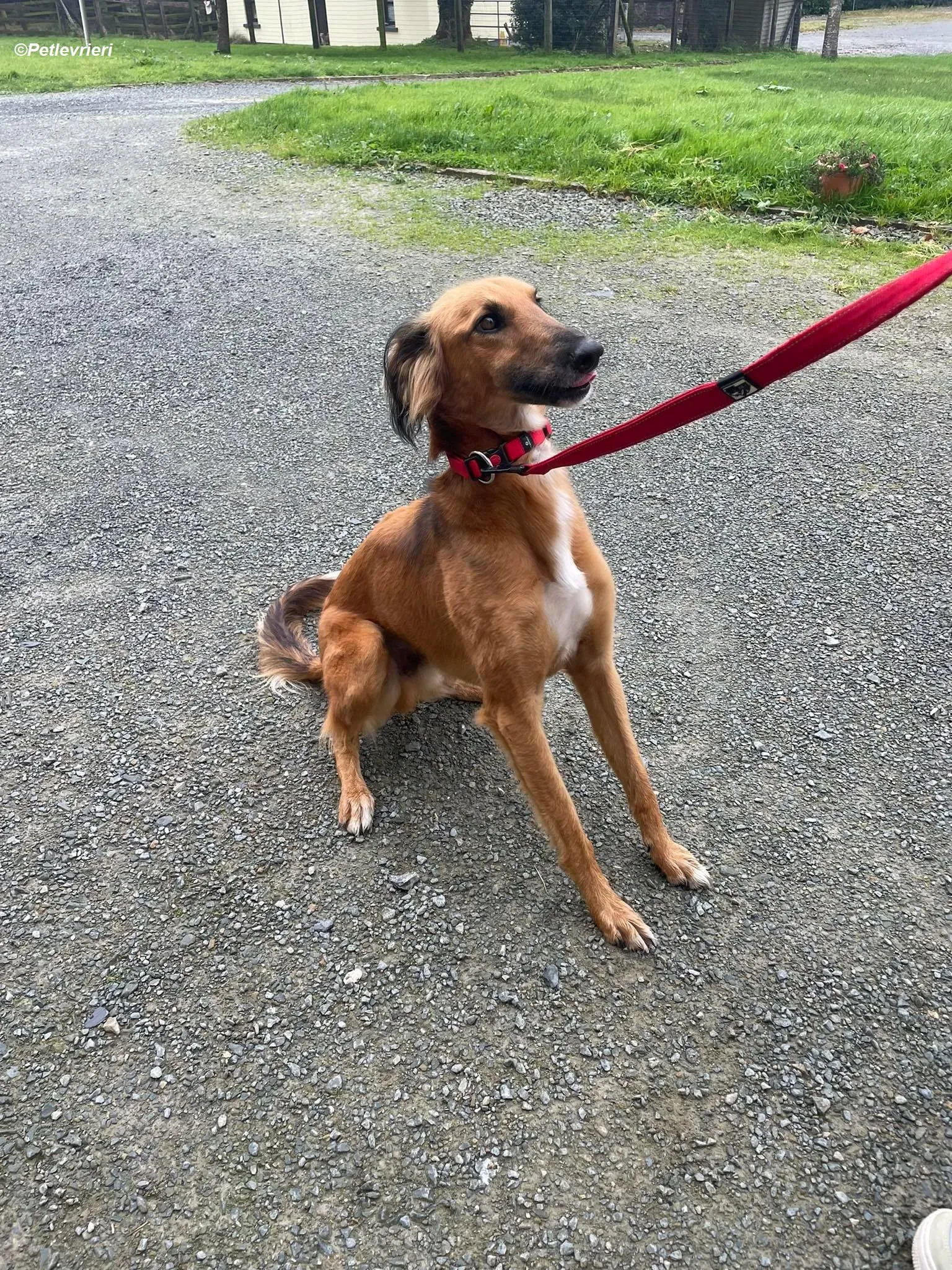 Noah adozione levrieri greyhound 4