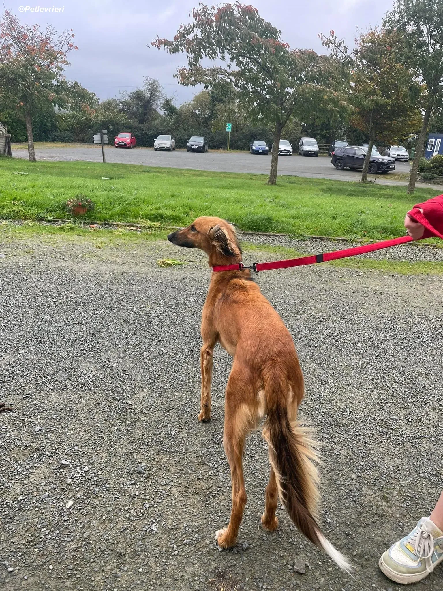 Noah adozione levrieri greyhound 6