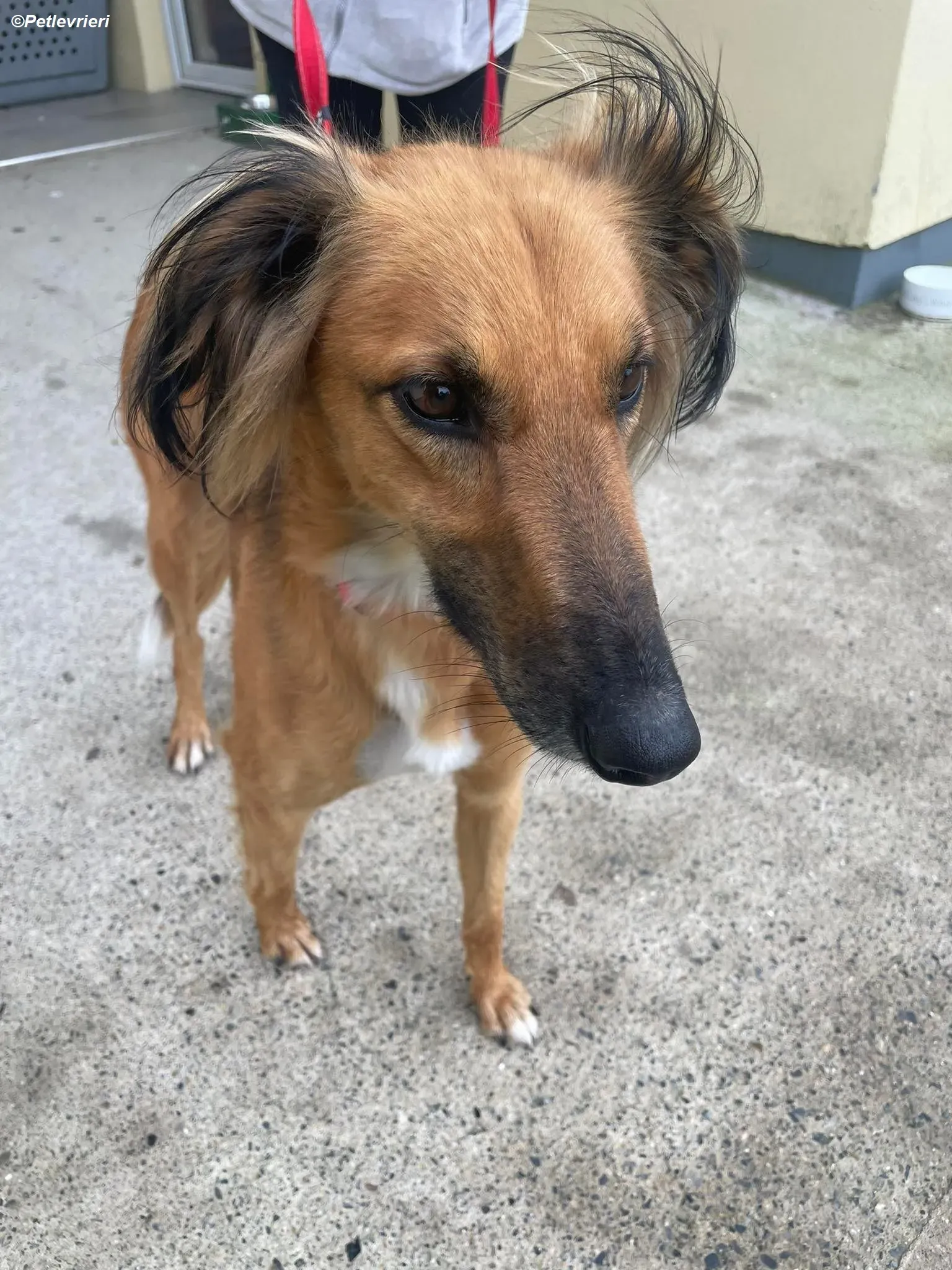 Noah adozione levrieri greyhound 7