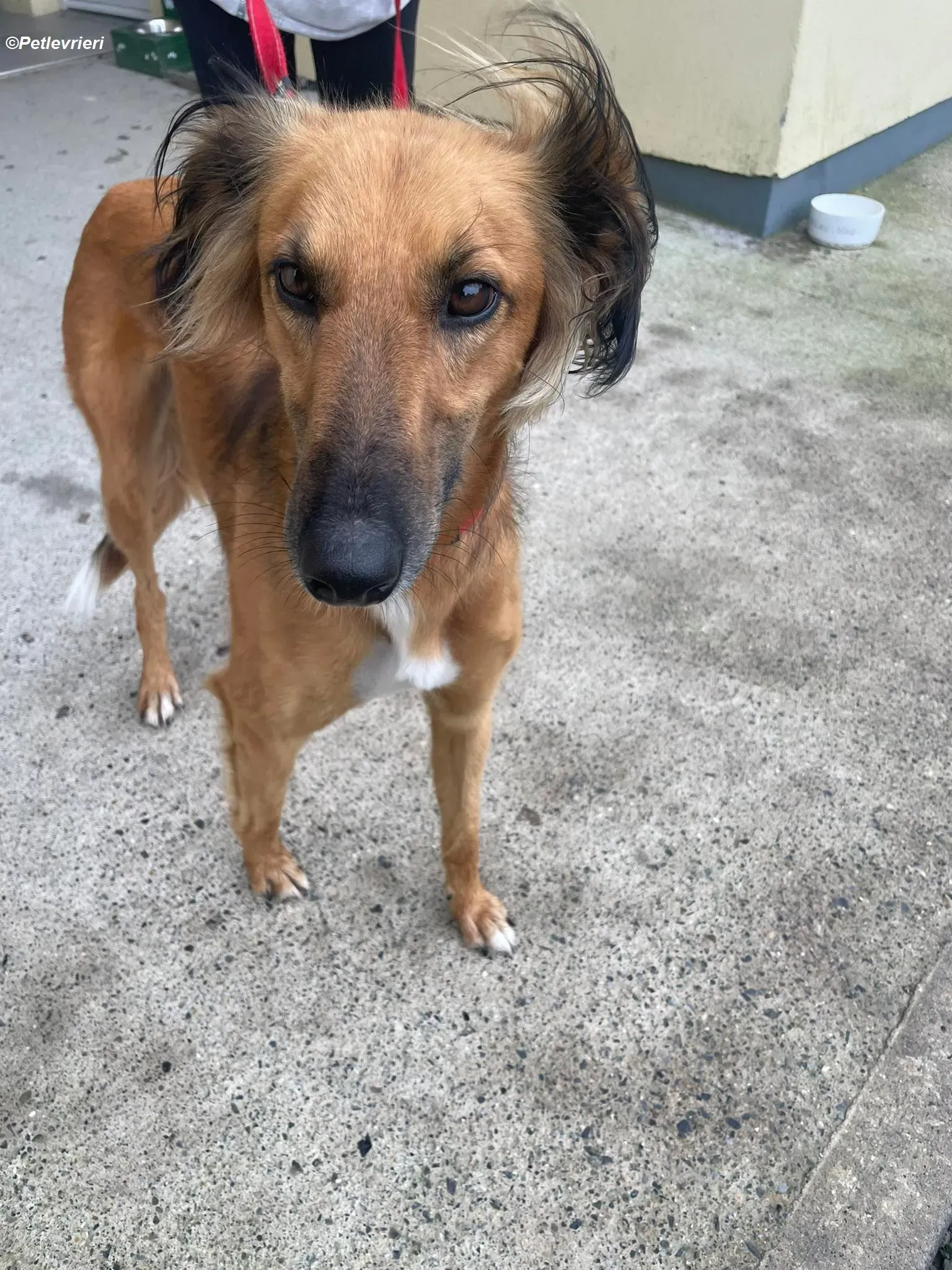 Noah adozione levrieri greyhound 9