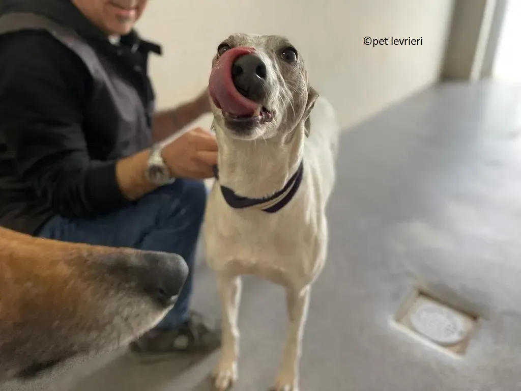 Noelle adozione levriero greyhound1