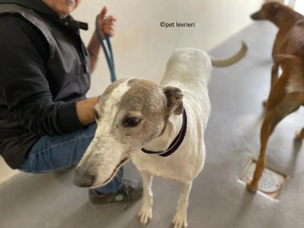 Noelle adozione levriero greyhound2