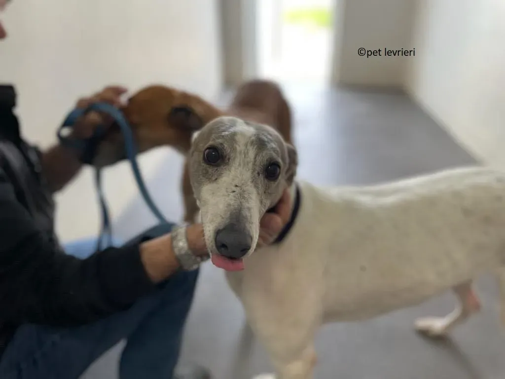 Noelle adozione levriero greyhound3