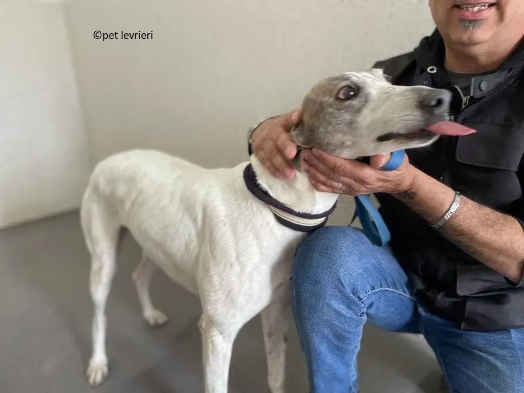 Noelle adozione levriero greyhound4
