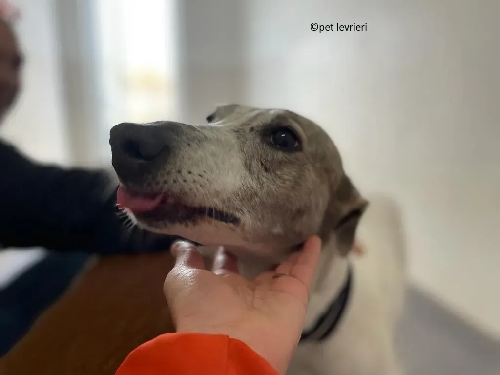 Noelle adozione levriero greyhound5