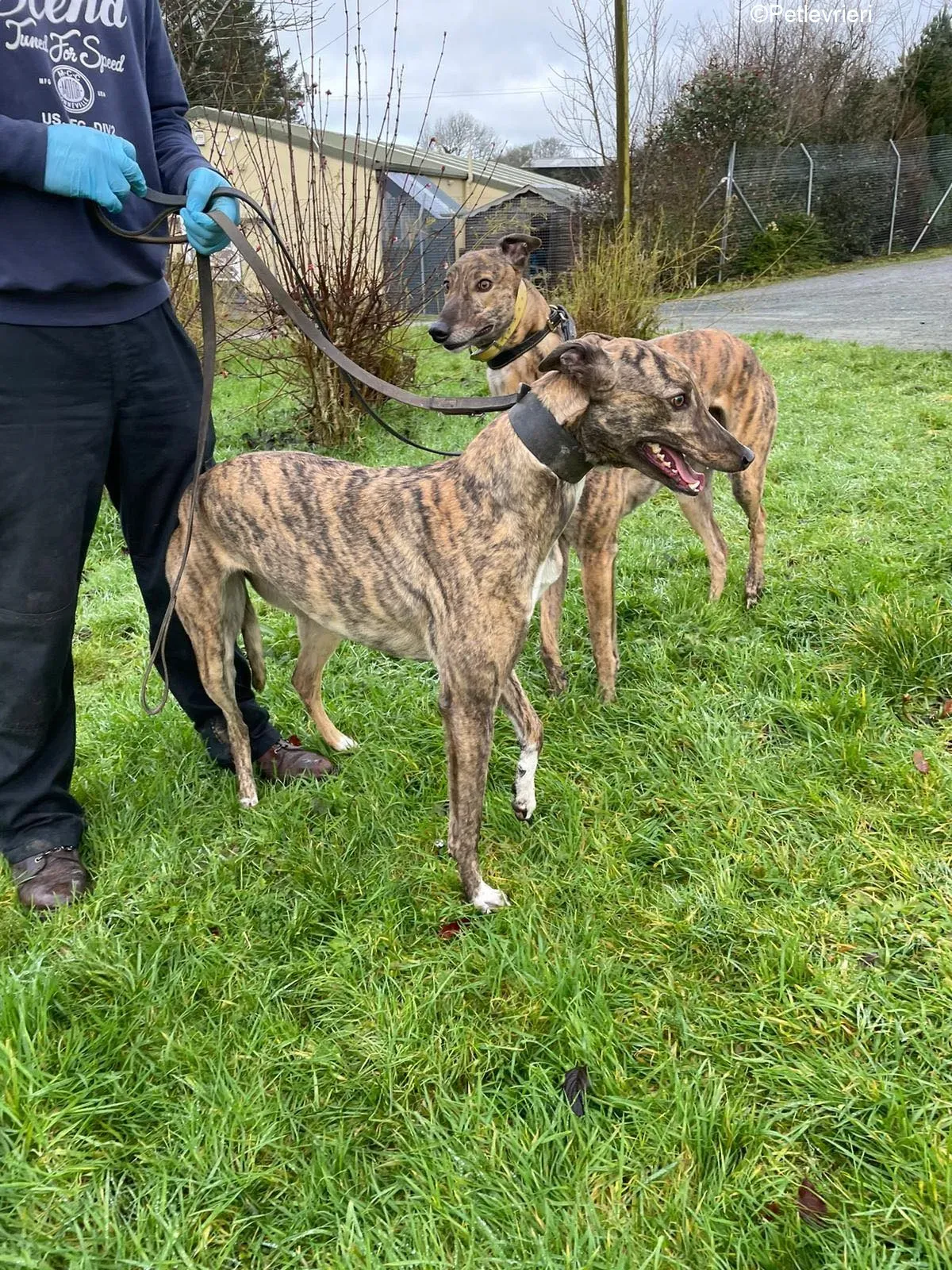 Nony adozione levrieri greyhound 1