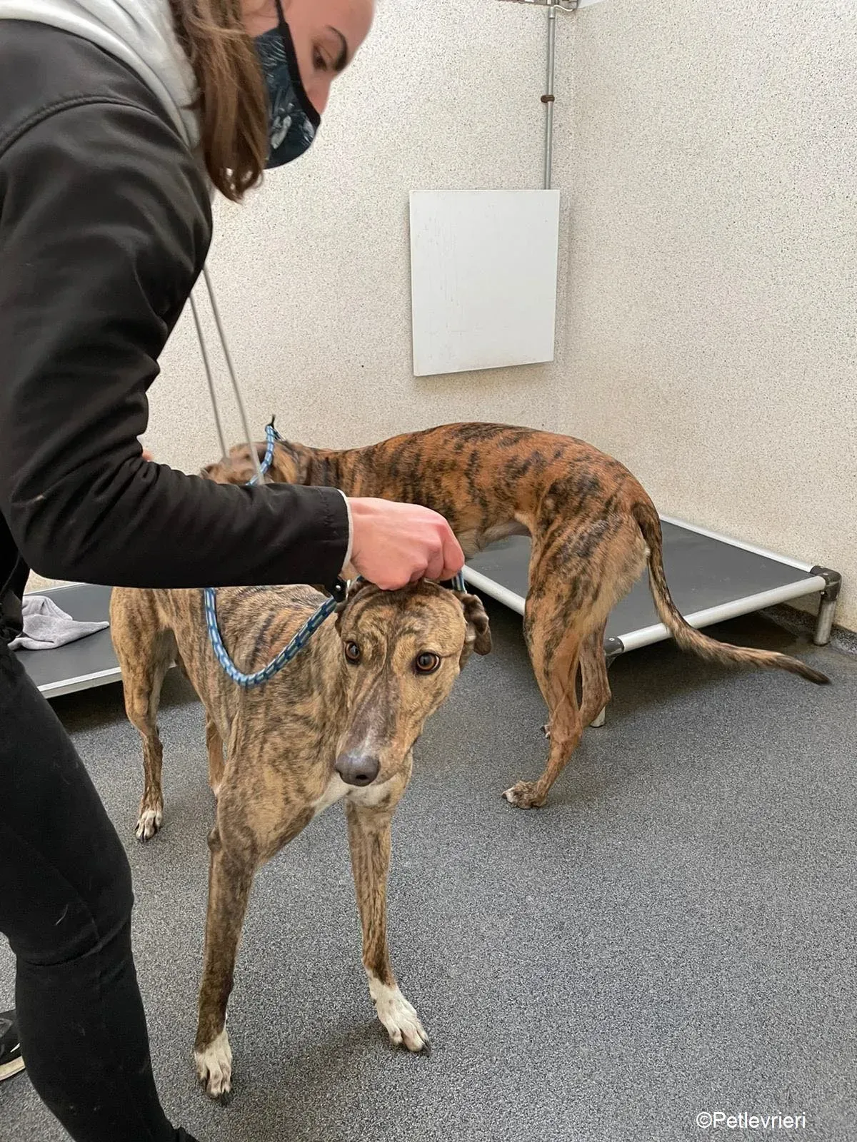 Nony adozione levrieri greyhound 2