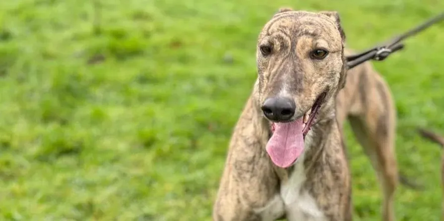 Nony adozione levrieri greyhound 3 e1610700844915