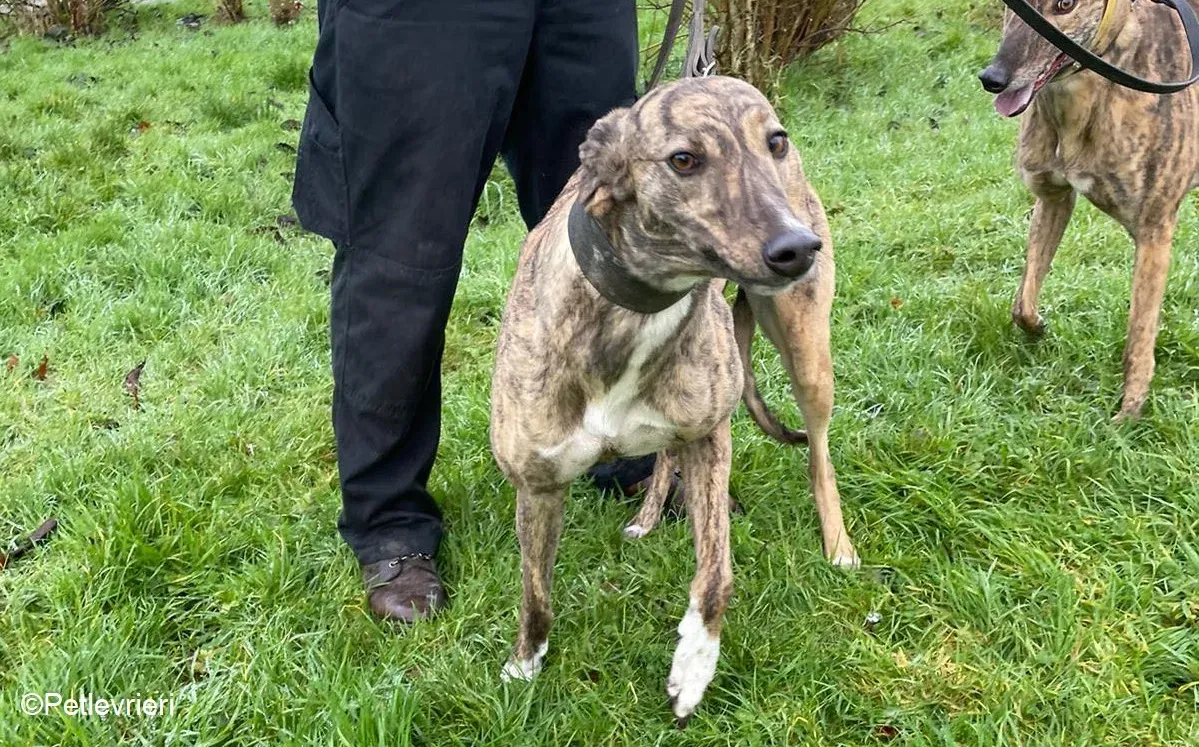 Nony adozione levrieri greyhound 4