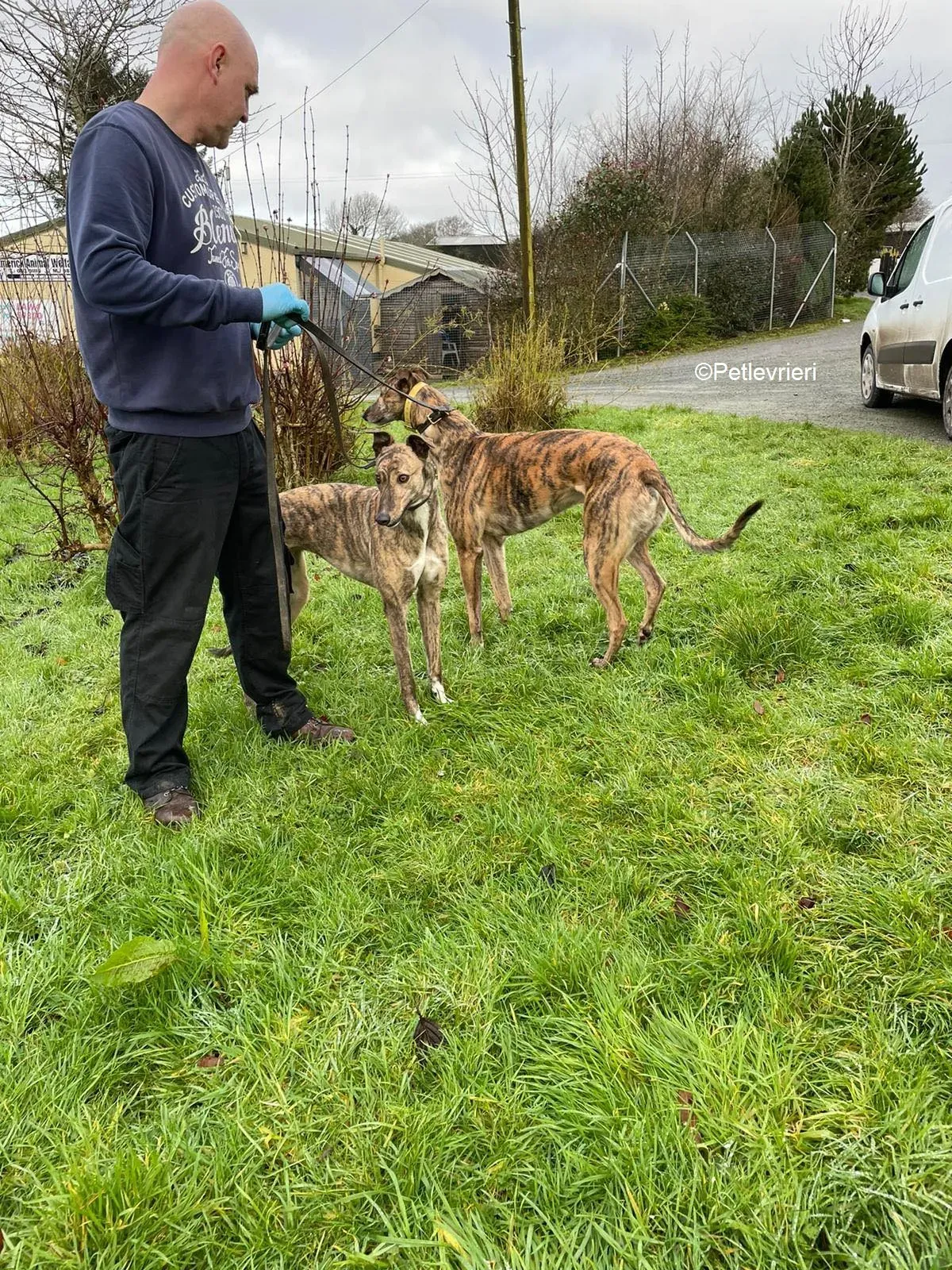 Nony adozione levrieri greyhound 5