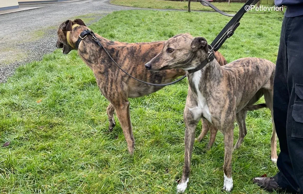 Nony adozione levrieri greyhound 6