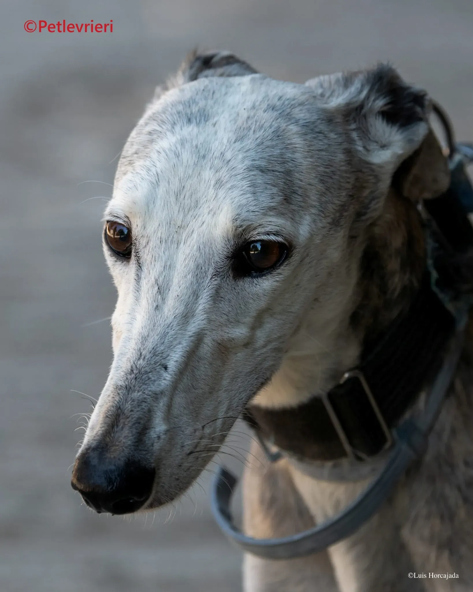 Noor galgo adozione pet levrieri onlus 1