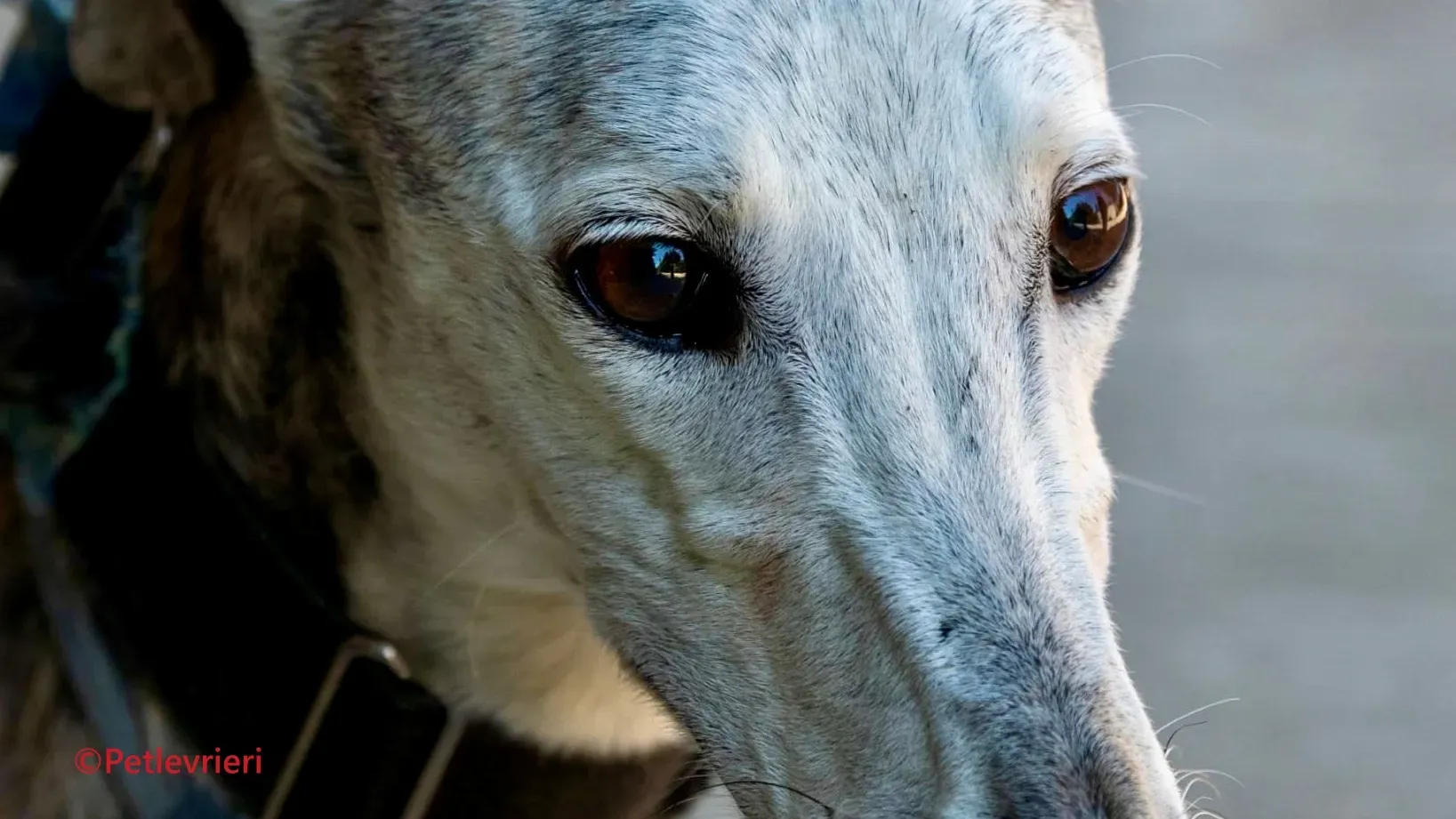 Noor galgo adozione pet levrieri onlus 2