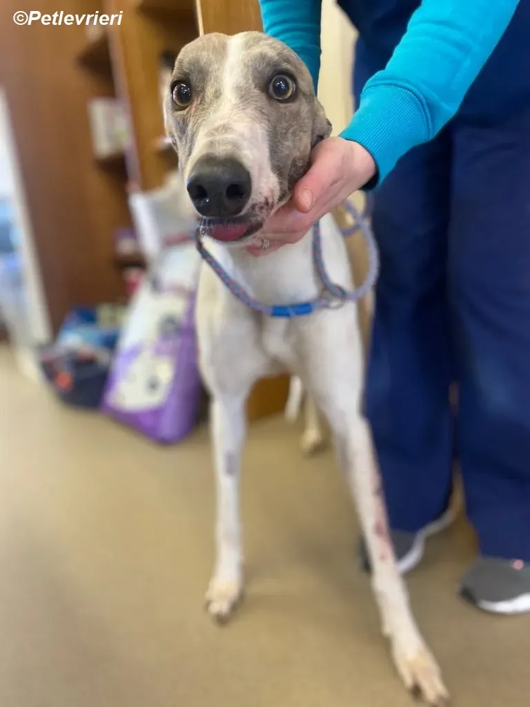 Norah adozione levrieri greyhound 1