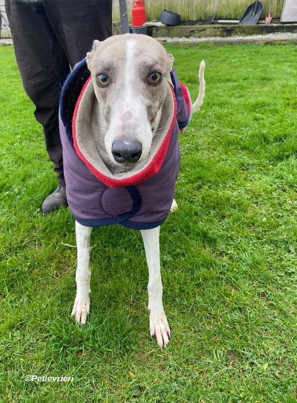 Norah adozione levrieri greyhound 10