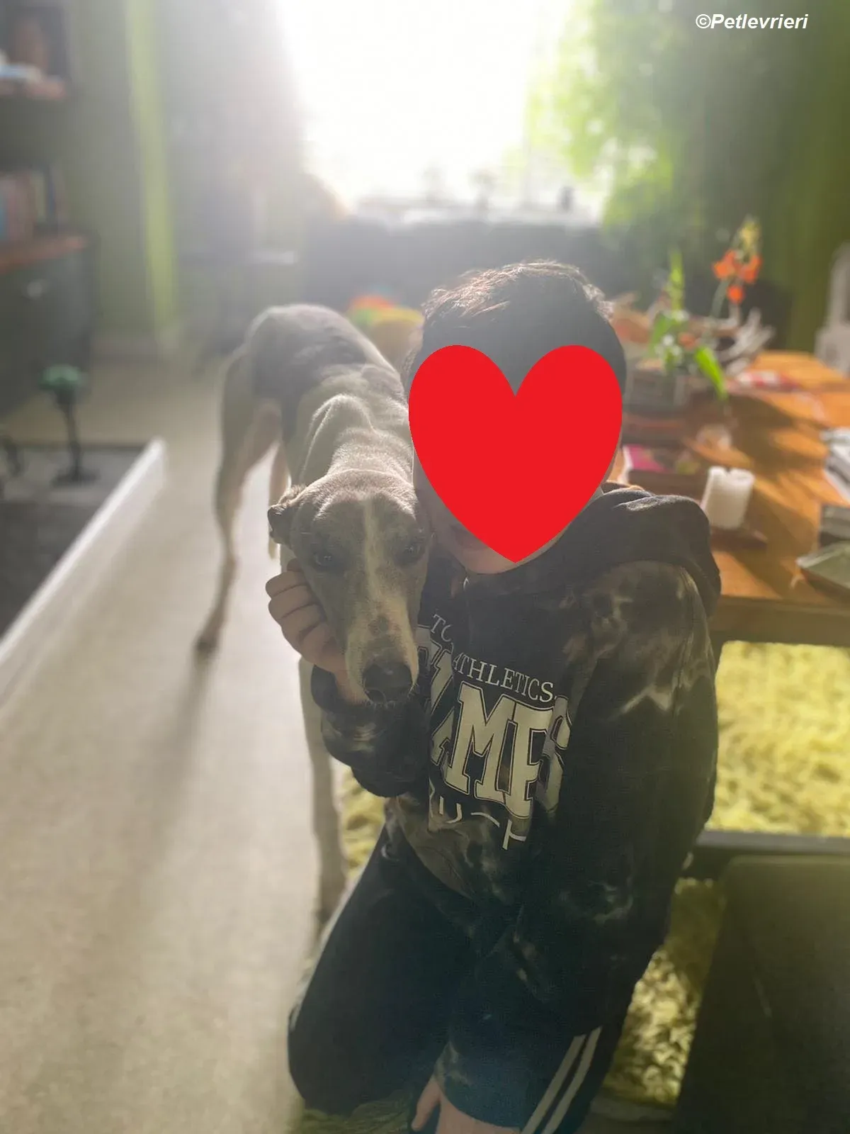 Norah adozione levrieri greyhound 11