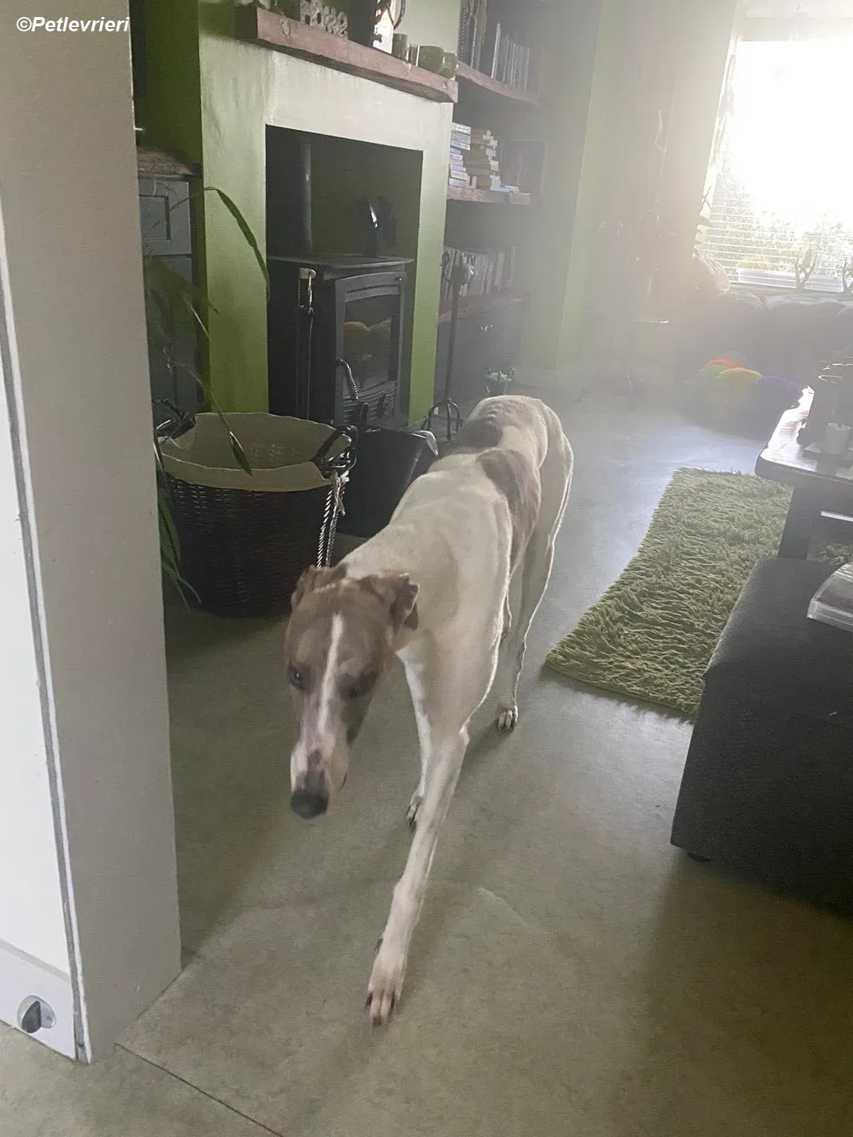 Norah adozione levrieri greyhound 12