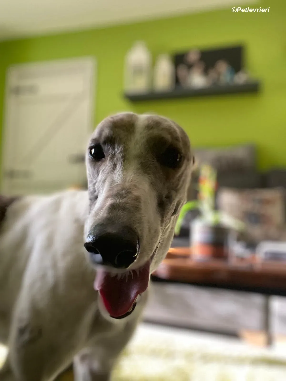 Norah adozione levrieri greyhound 13