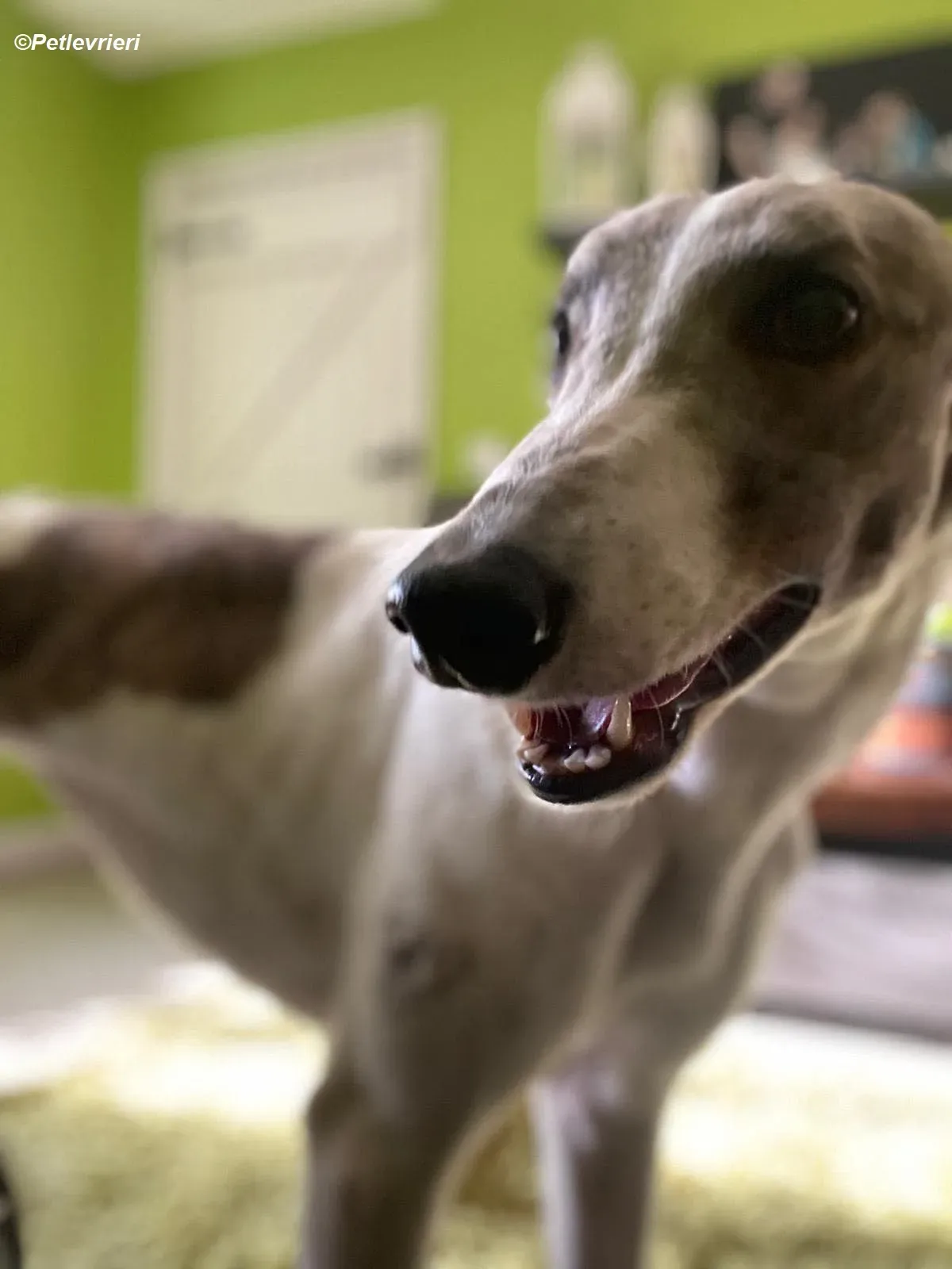 Norah adozione levrieri greyhound 14