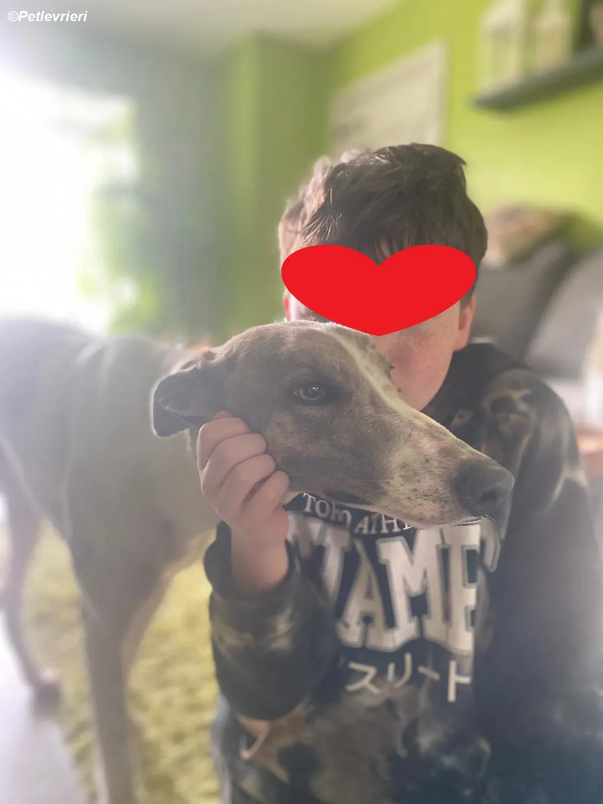 Norah adozione levrieri greyhound 15