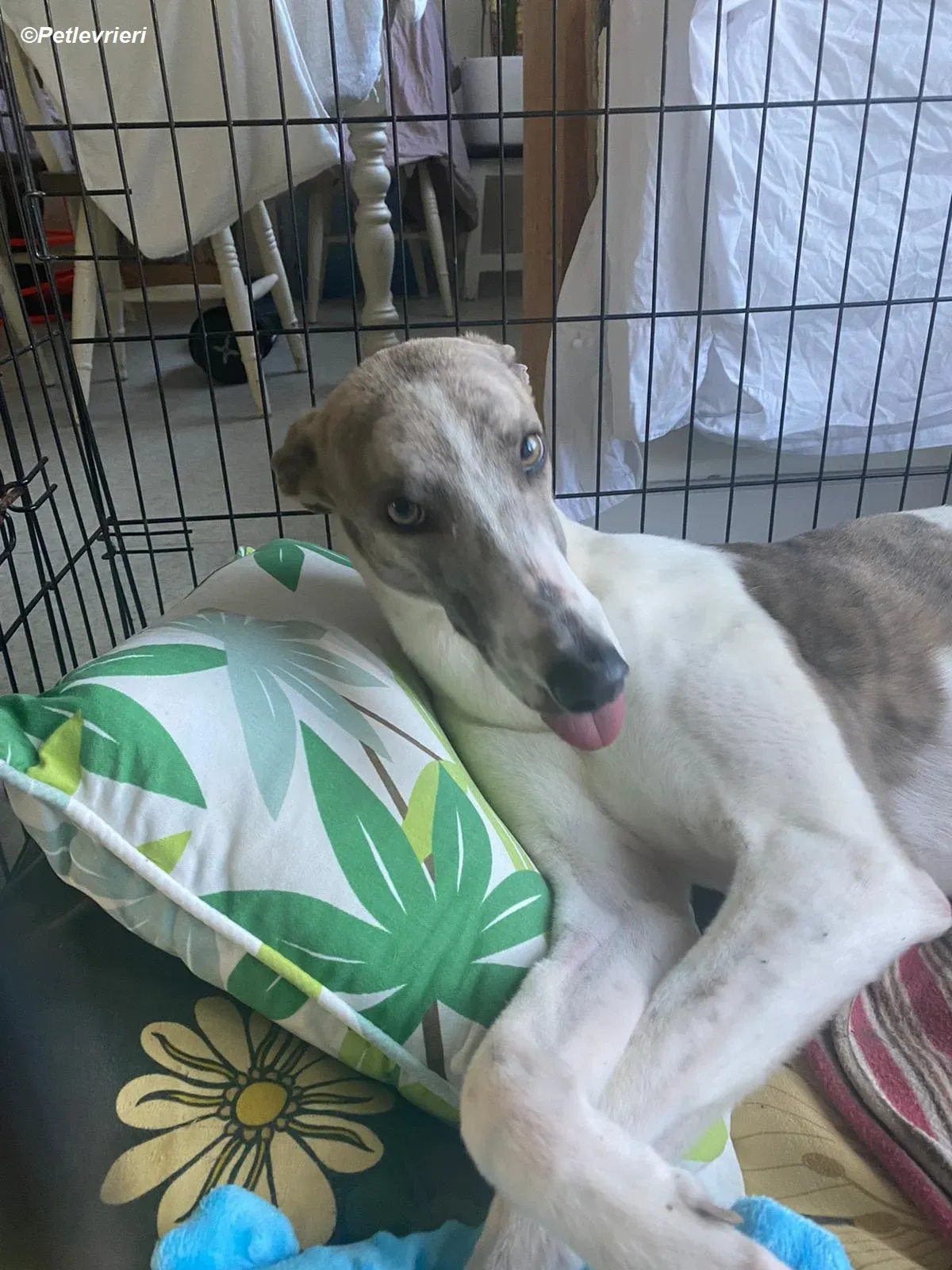 Norah adozione levrieri greyhound 16