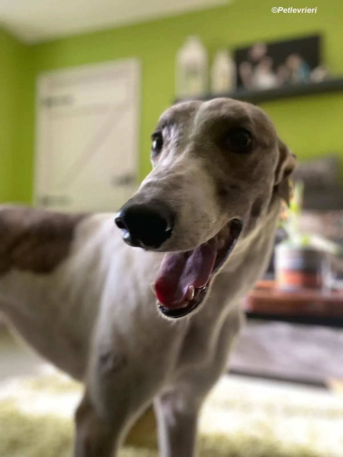 Norah adozione levrieri greyhound 17