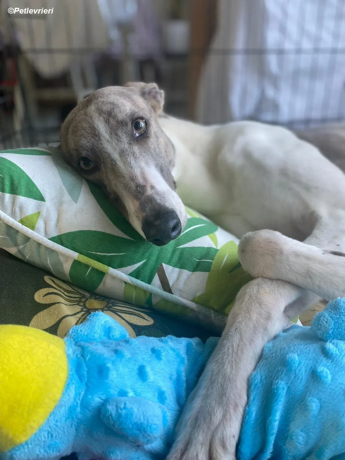 Norah adozione levrieri greyhound 18