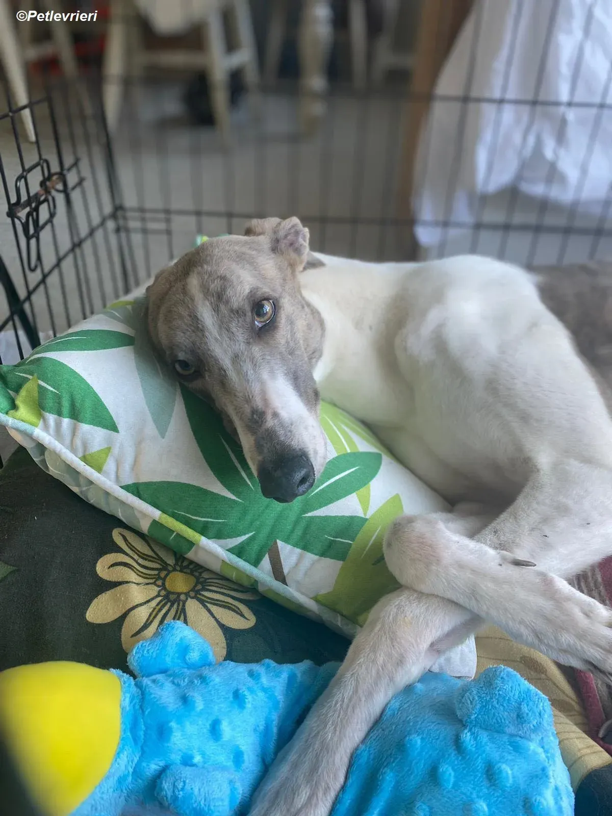 Norah adozione levrieri greyhound 19