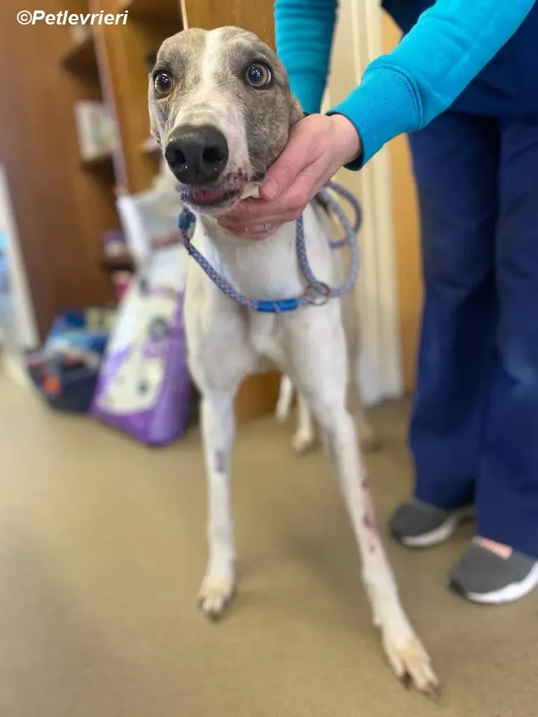 Norah adozione levrieri greyhound 2