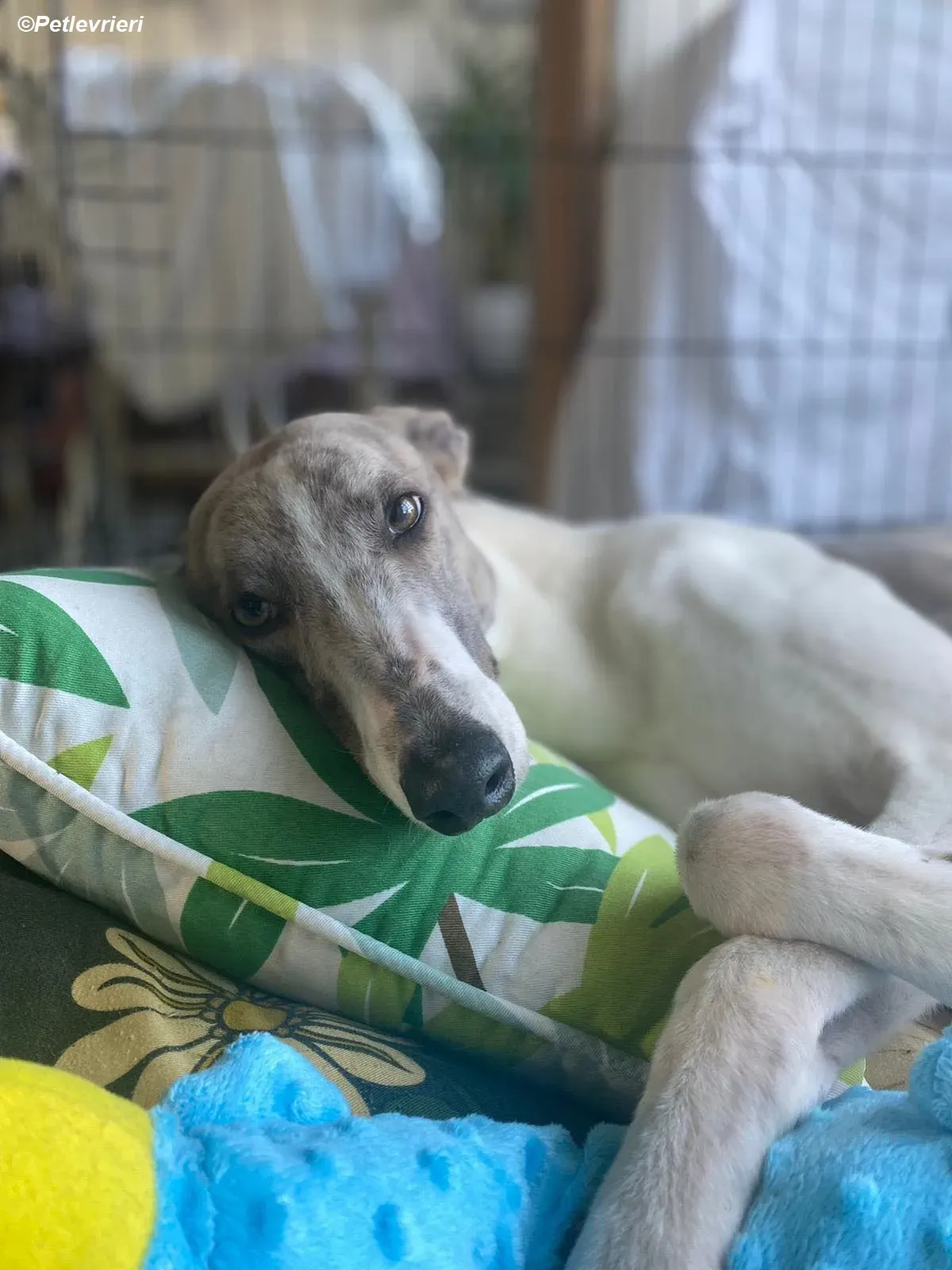 Norah adozione levrieri greyhound 20