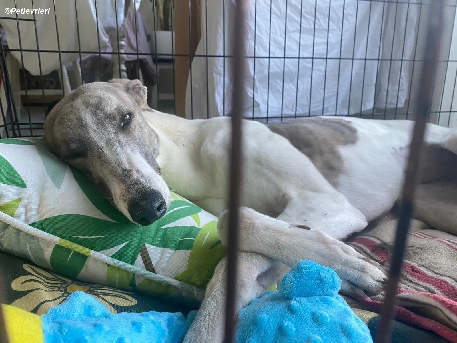 Norah adozione levrieri greyhound 21