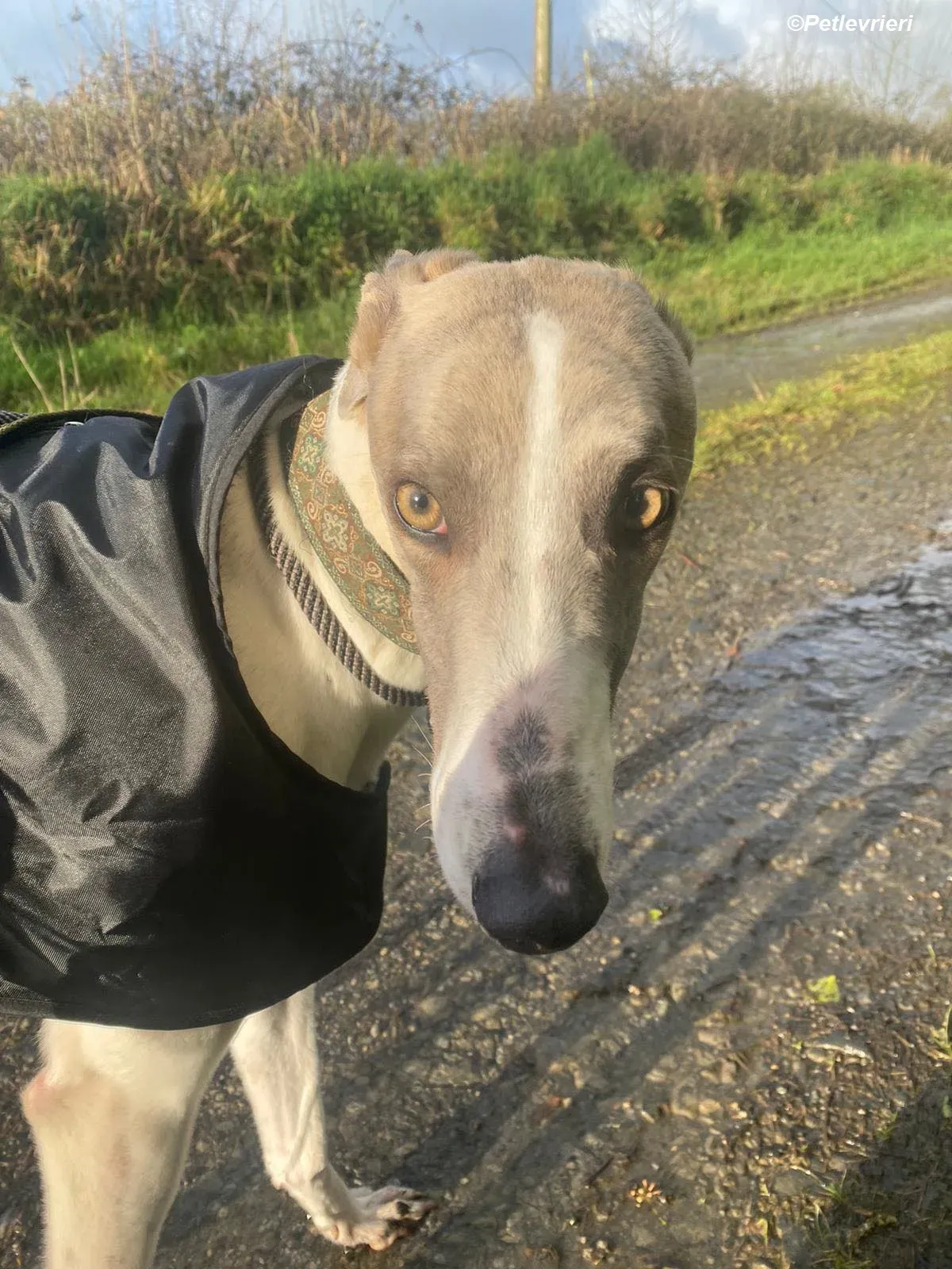 Norah adozione levrieri greyhound 22