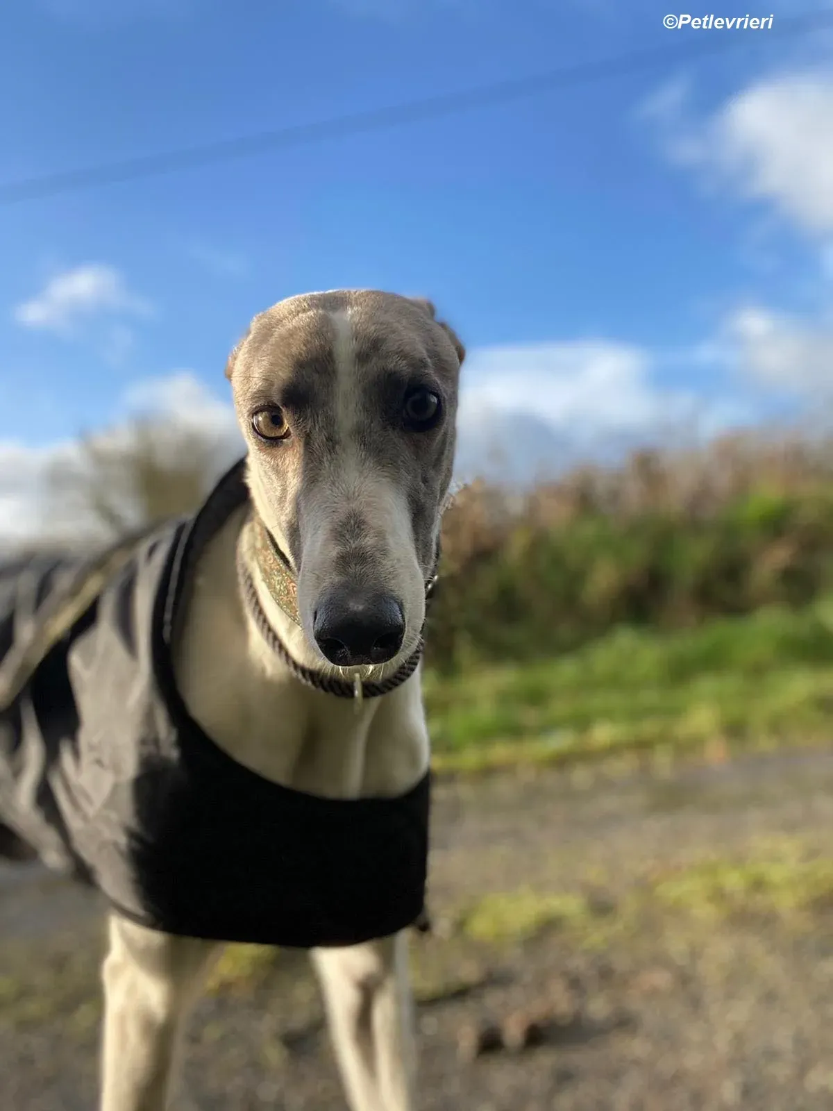 Norah adozione levrieri greyhound 23