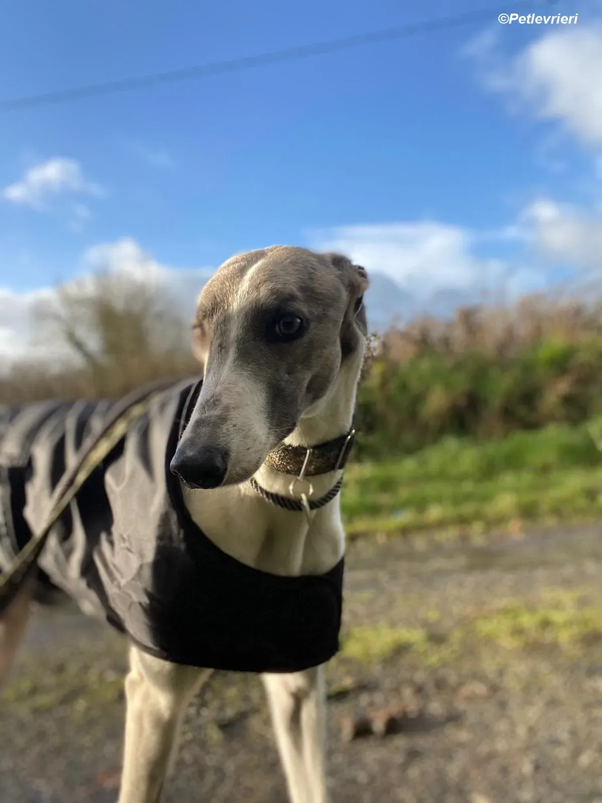 Norah adozione levrieri greyhound 24