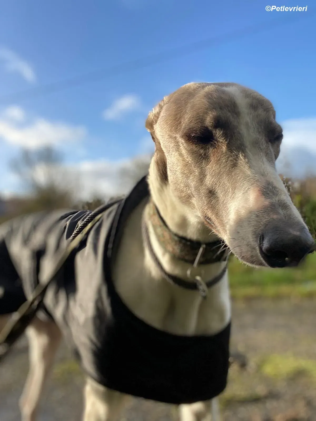 Norah adozione levrieri greyhound 25