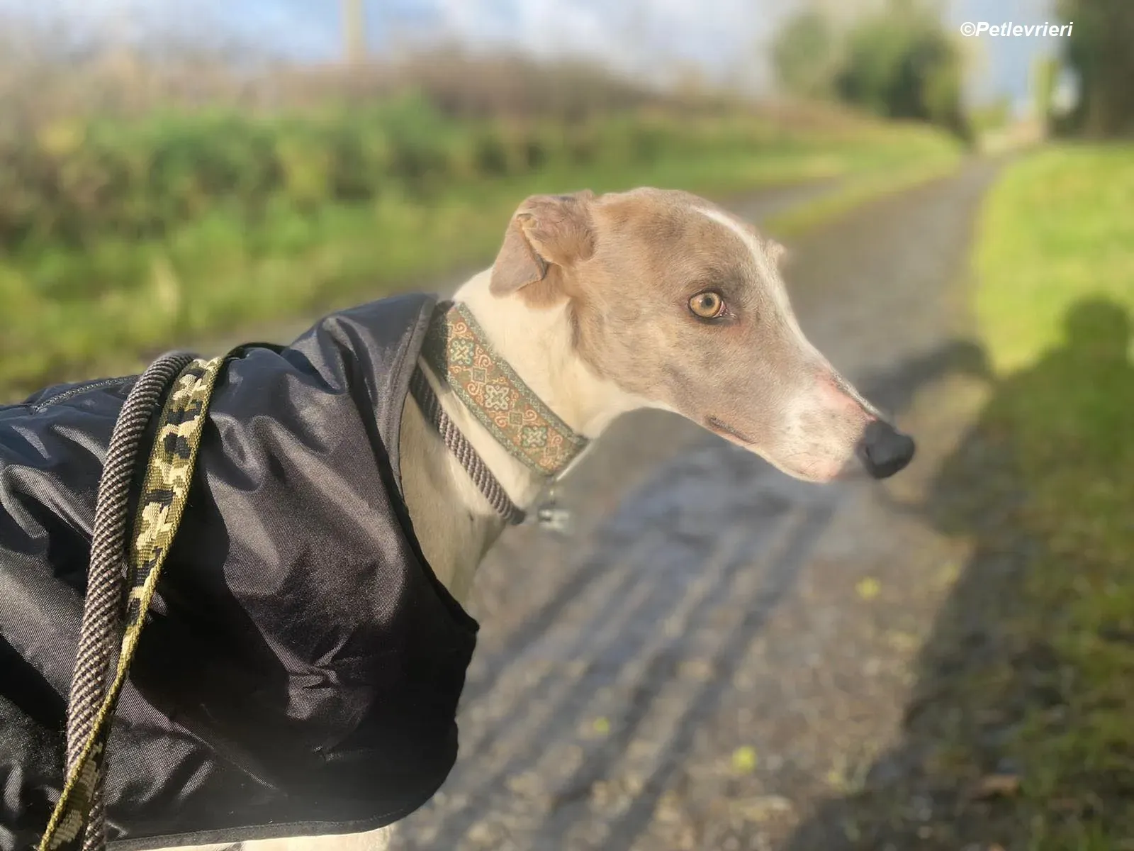 Norah adozione levrieri greyhound 26