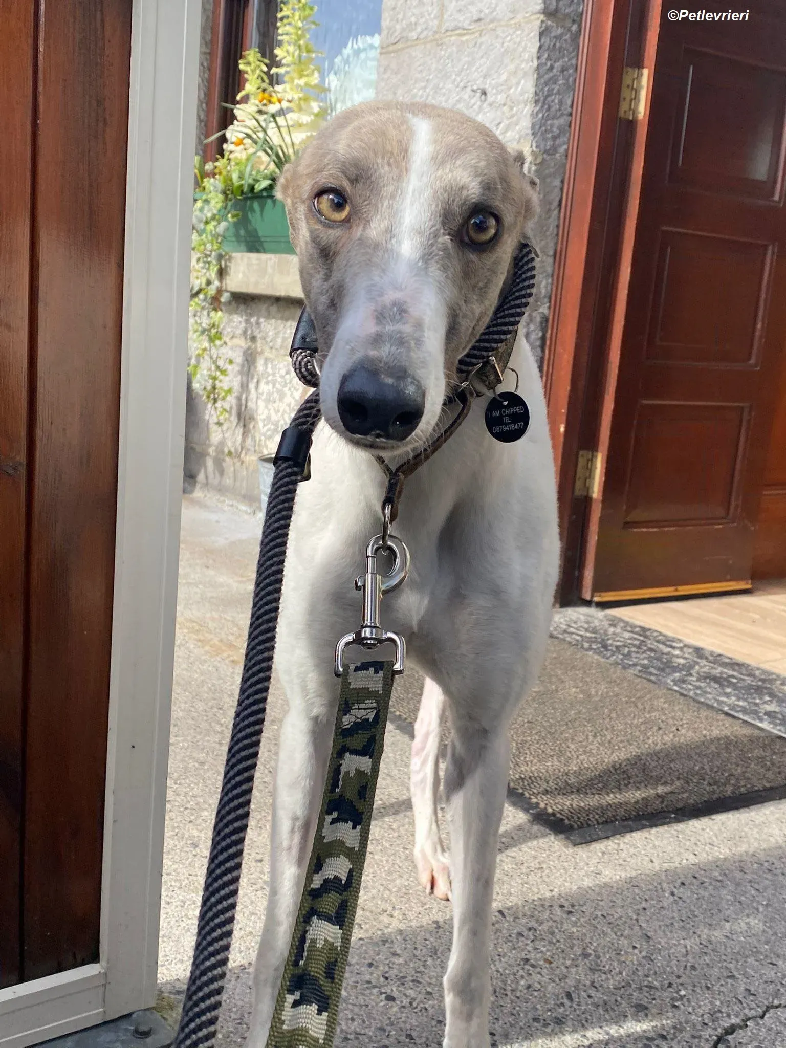 Norah adozione levrieri greyhound 27