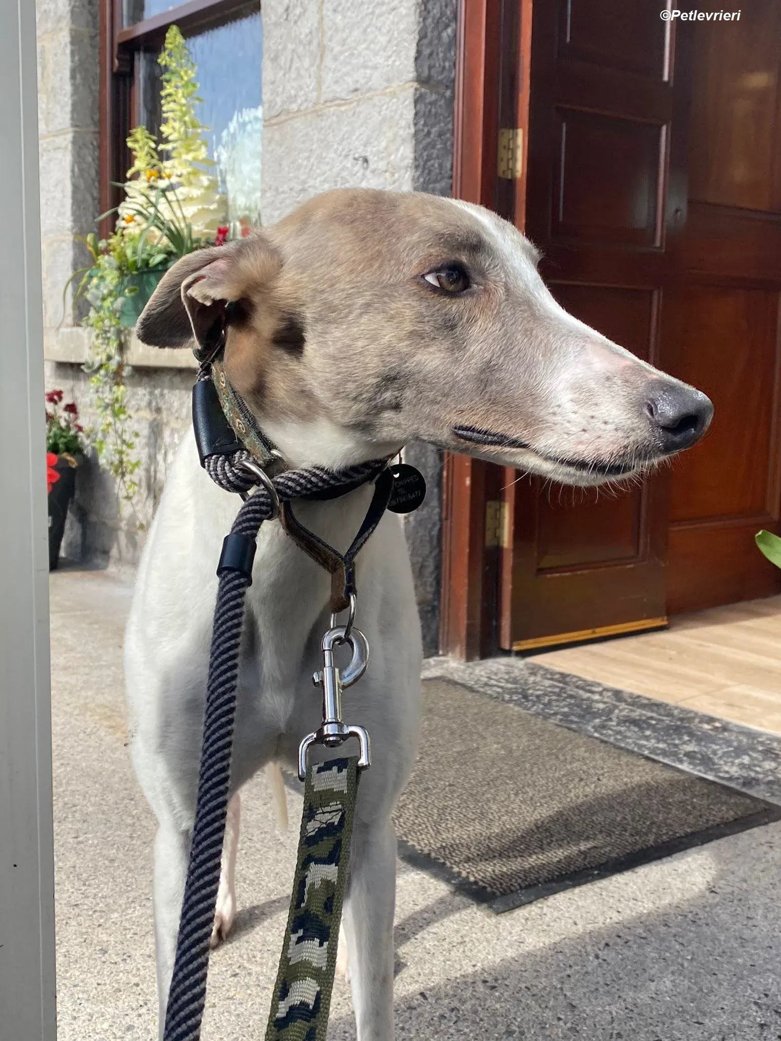 Norah adozione levrieri greyhound 28