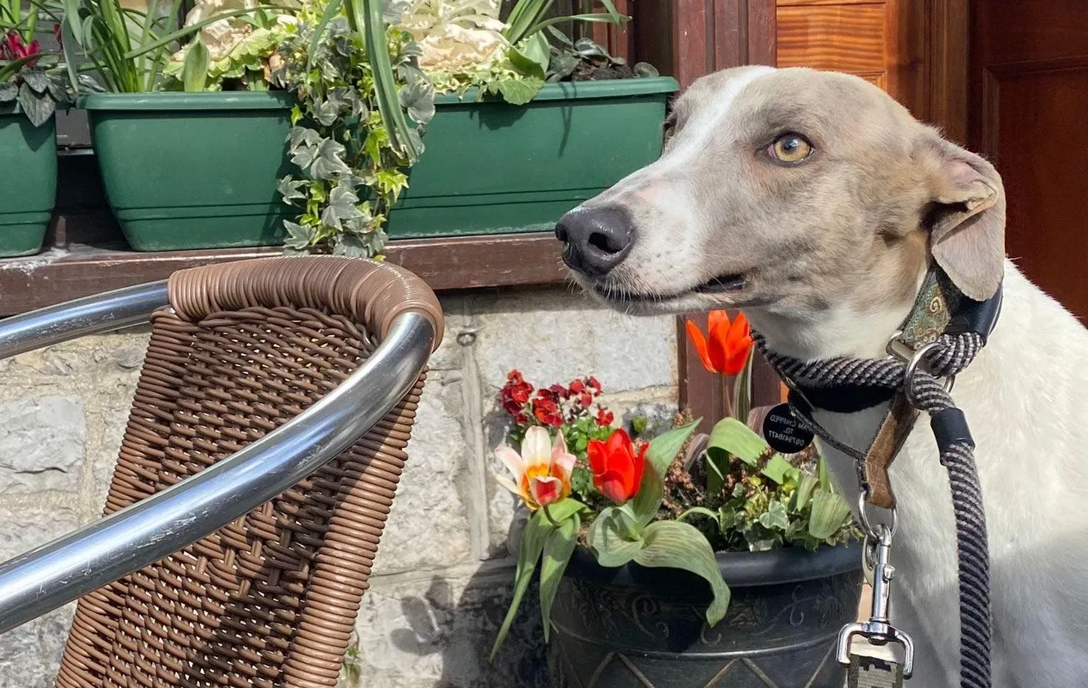 Norah adozione levrieri greyhound 29 e1679766808864