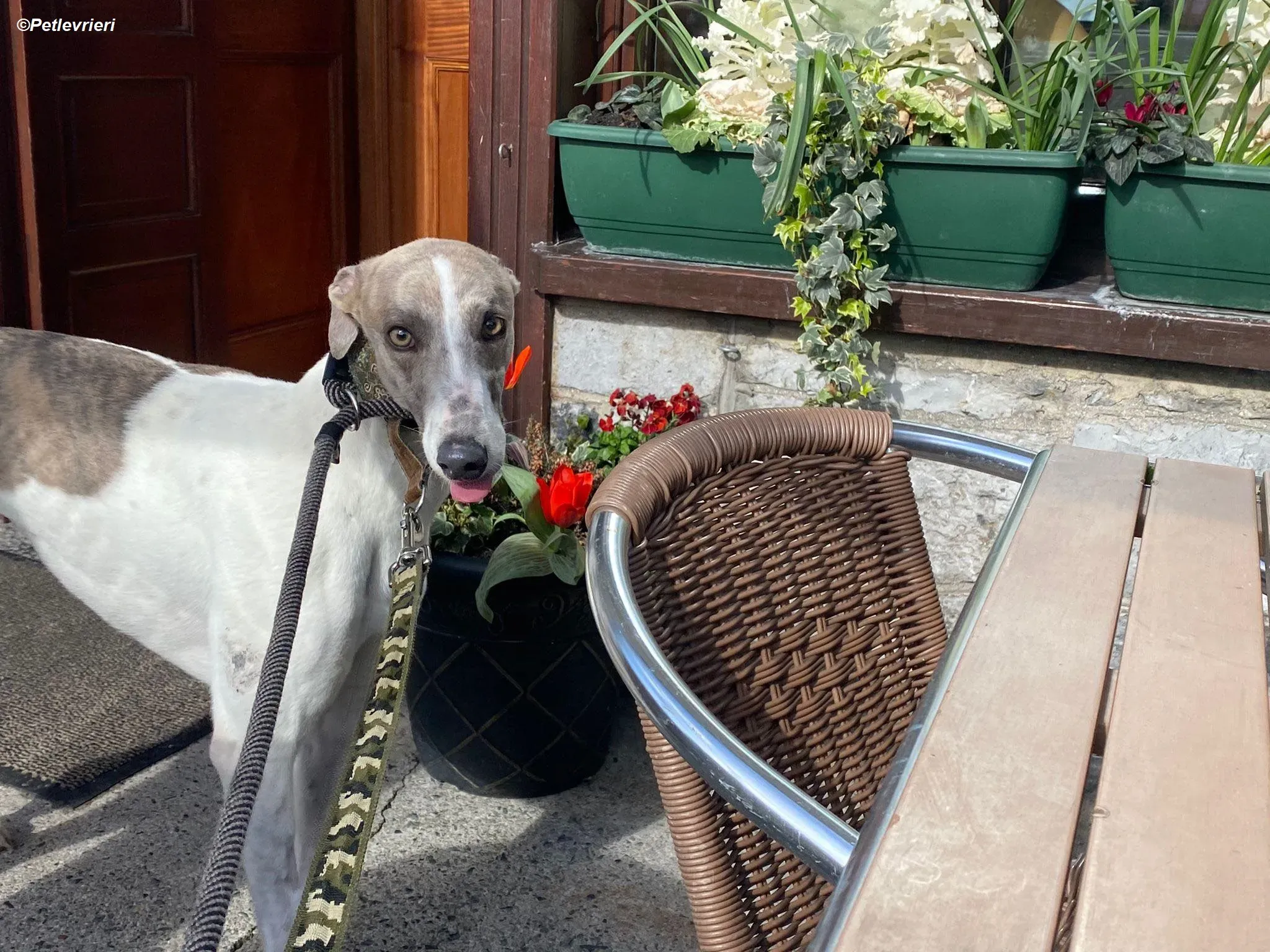 Norah adozione levrieri greyhound 30