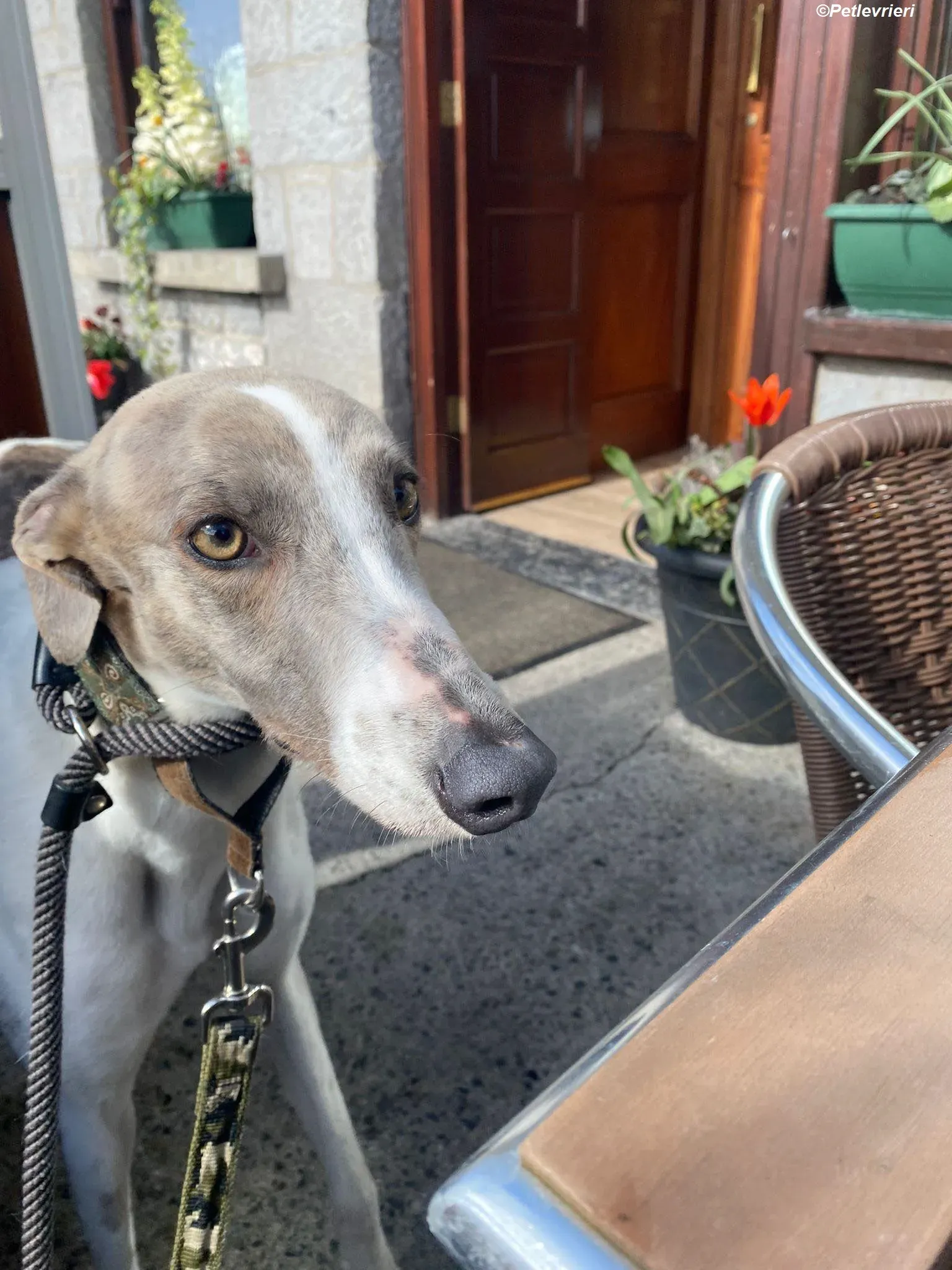 Norah adozione levrieri greyhound 31