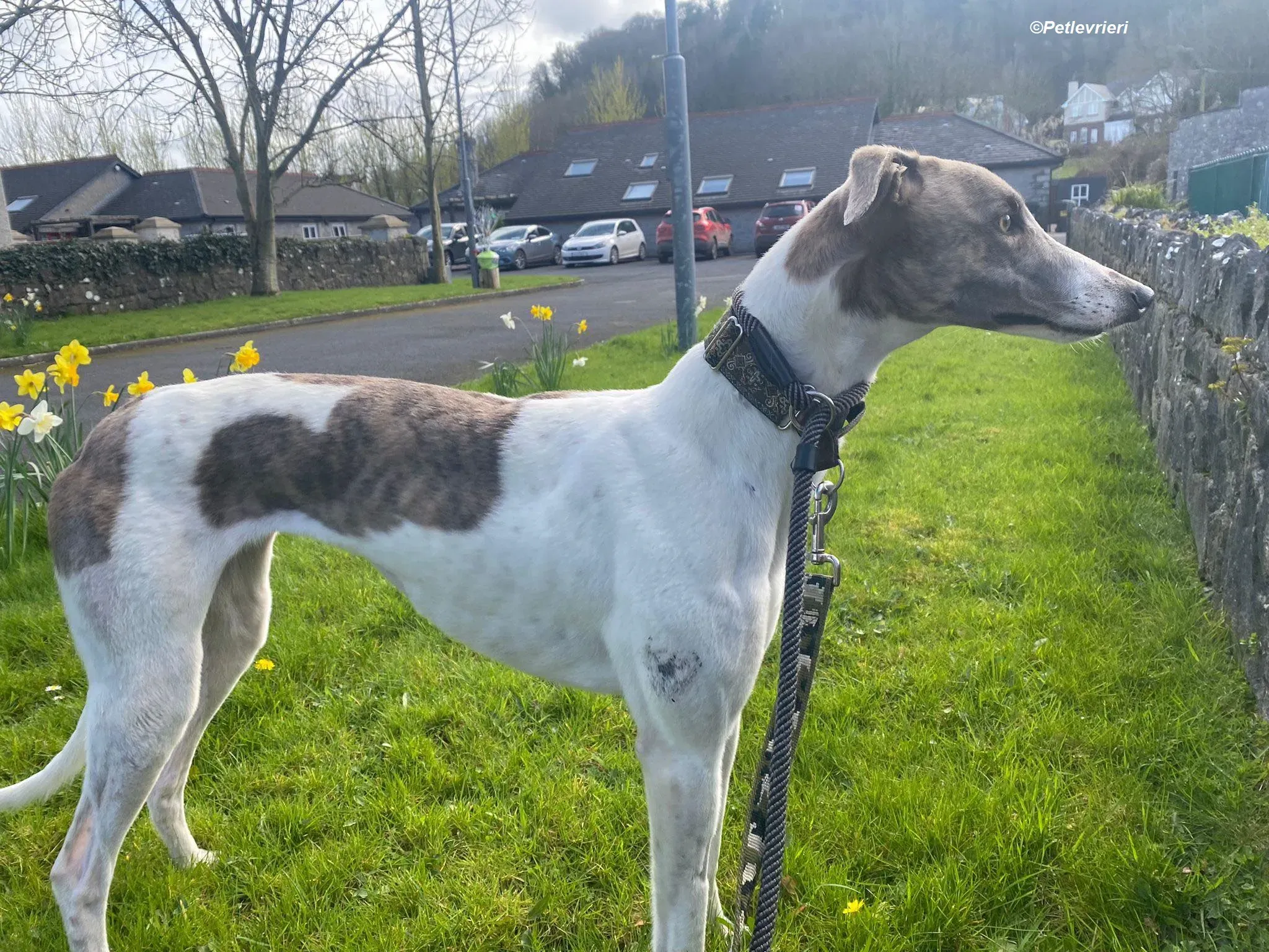 Norah adozione levrieri greyhound 32